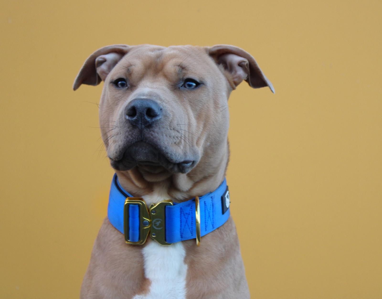 Combat Saftey Collar I Royal Sapphire - gold