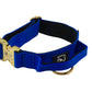 Combat Collar I royalblue - gold