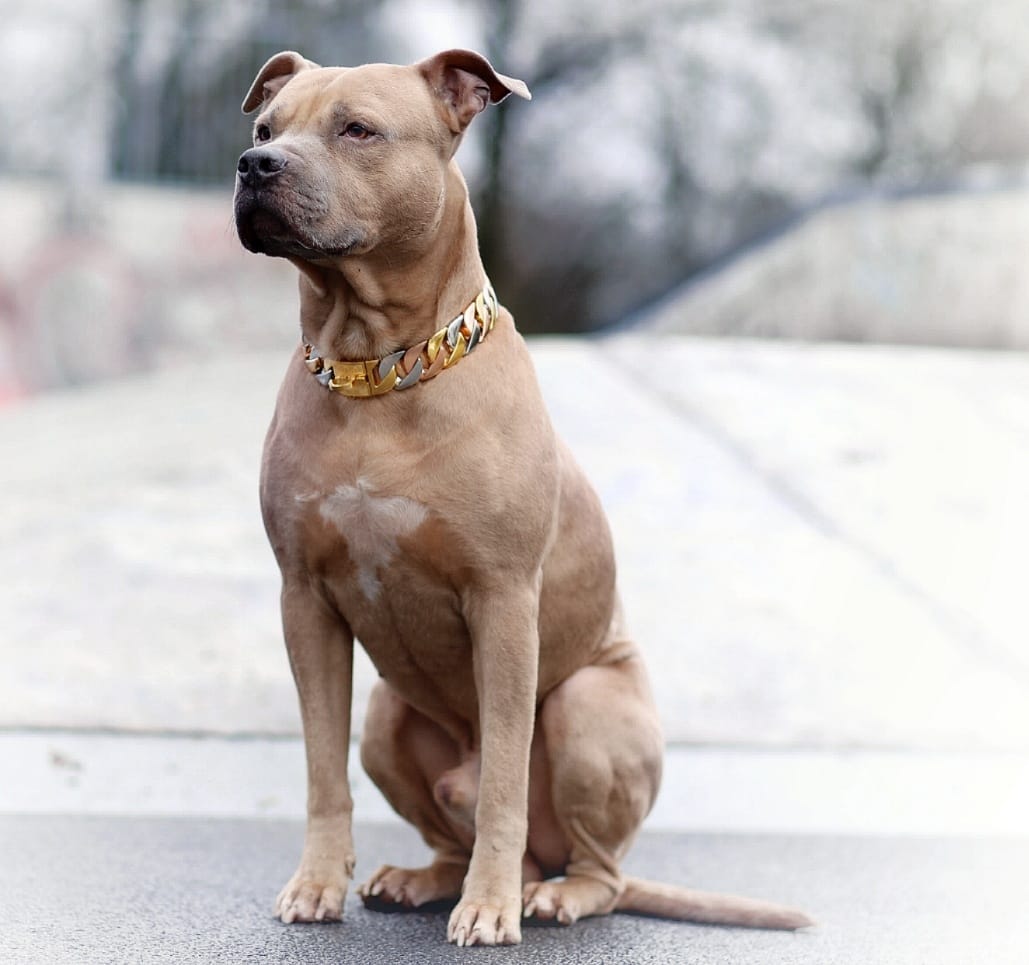 American Bully Leder Hundehalsband Luxus Hundehalsband Bully - .de