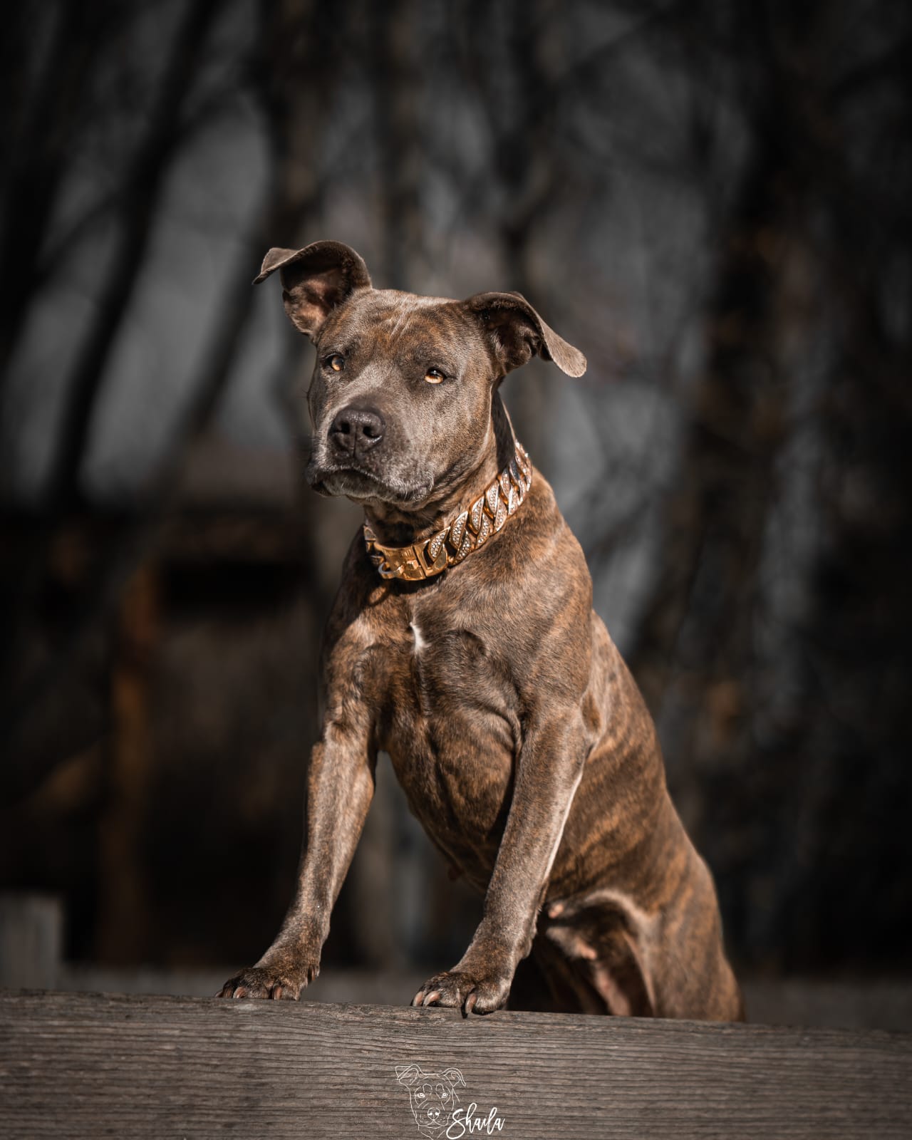 Stainless Steel Collar