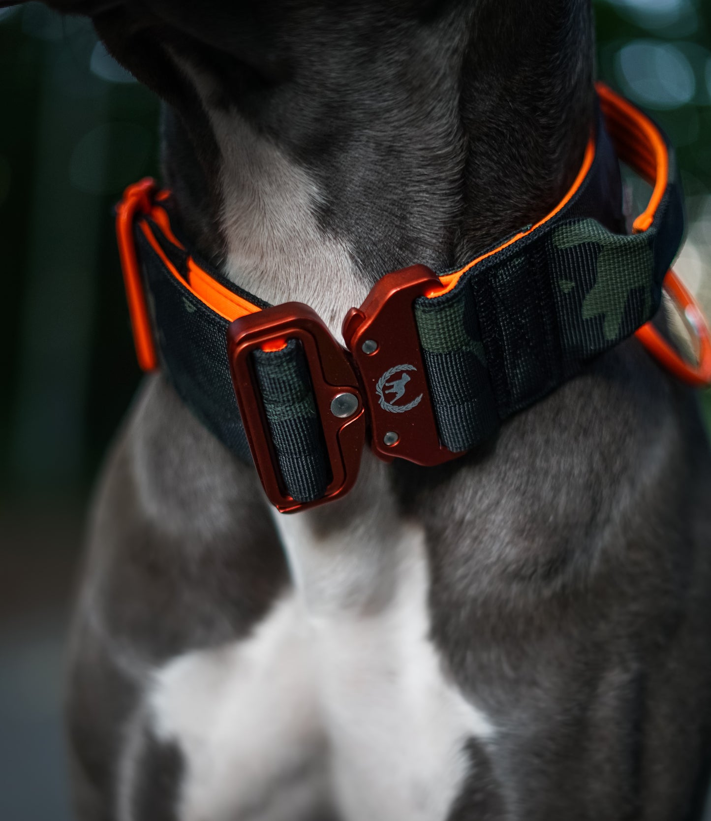 Combat Collar I donkeykongcamo - orange