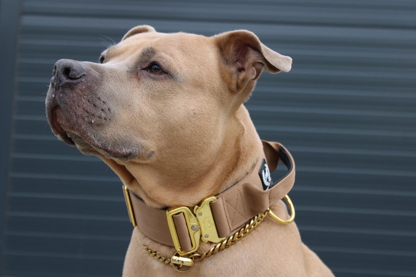 Combat Collar I peanutbutter