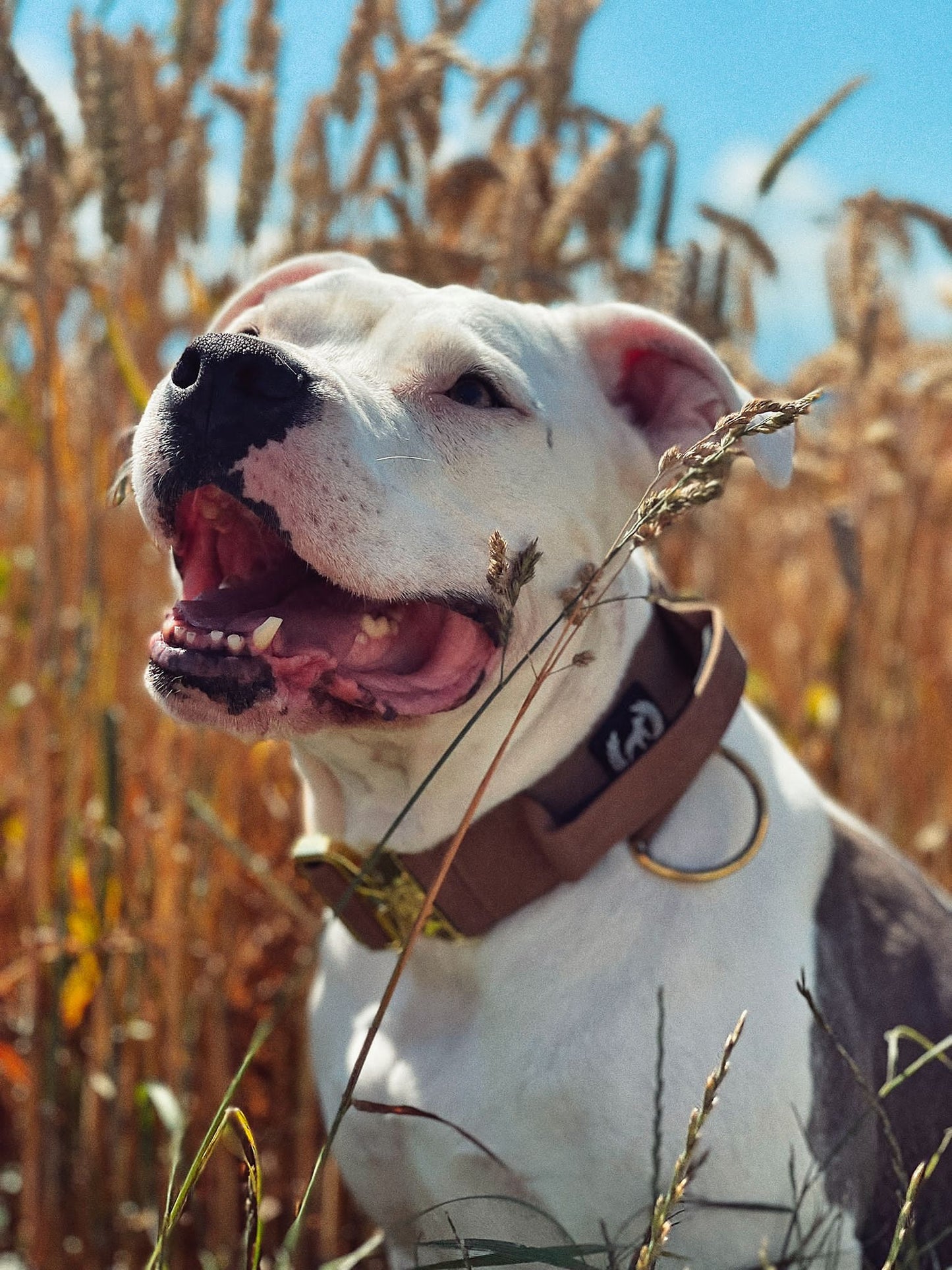 Combat Collar I peanutbutter