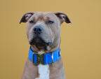 Combat Saftey Collar I Royal Sapphire - gold