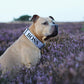 Combat Collar I lavender