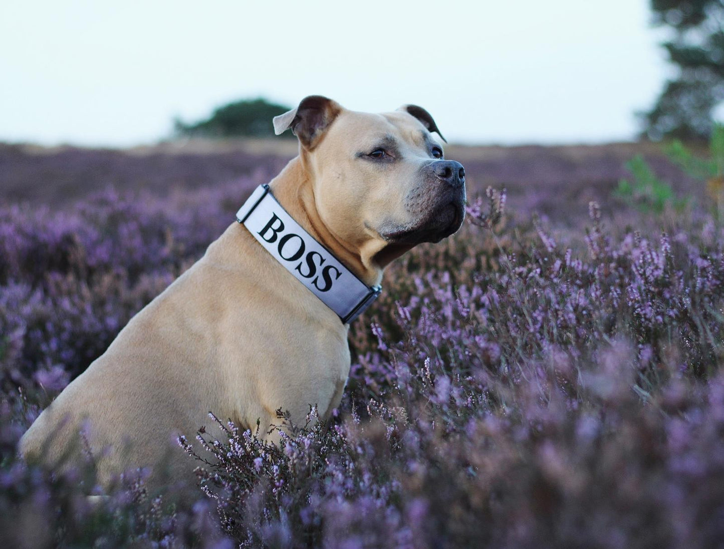 Combat Collar I lavender