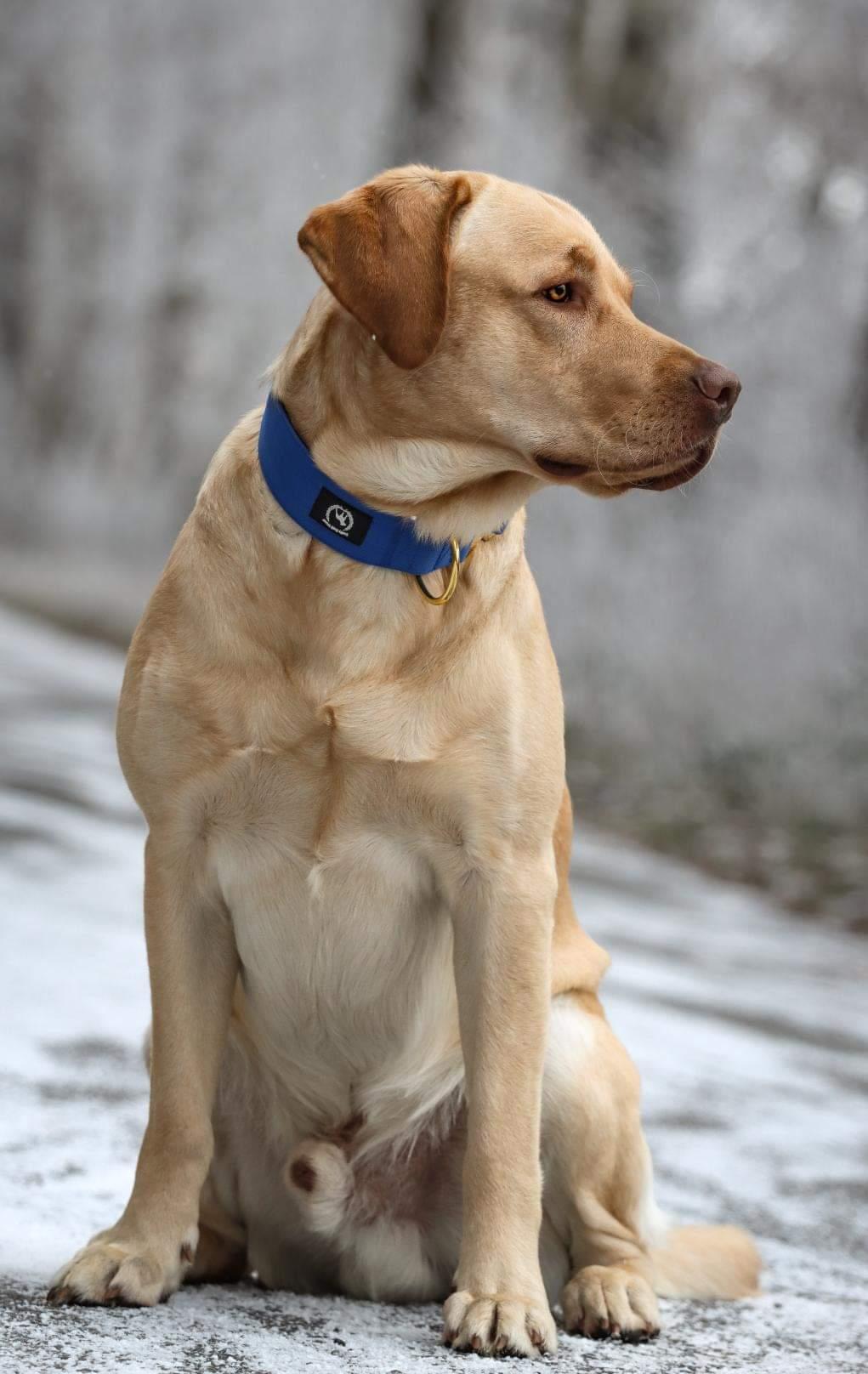 Combat Collar I royalblue - gold